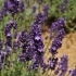 Lavandula angustifolia 'Hidcote Strain' -- Lavendel